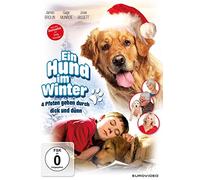 Ein Hund im Winter