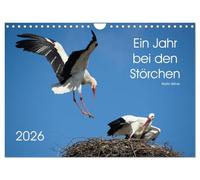 Ein Jahr bei den Störchen (Wandkalender 2026 DIN A4 quer), CALVENDO Monatskalender: Intensive Einblicke in das Leben der Weißstörche