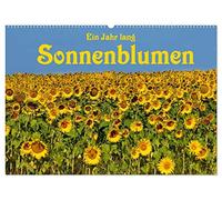 Ein Jahr lang Sonnenblumen (Wandkalender 2026 DIN A2 quer), CALVENDO Monatskalender: Frisch fröhliche Sonnenblumen im Bild festgehalten von der Fotografin Anke van Wyk.