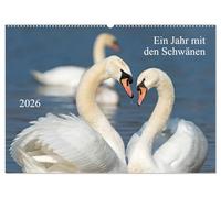 Ein Jahr mit den Schwänen (Wandkalender 2026 DIN A2 quer), CALVENDO Monatskalender: Mit faszinierenden Bildern vom Leben der Schwäne im lauf eines Jahres.