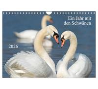 Ein Jahr mit den Schwänen (Wandkalender 2026 DIN A4 quer), CALVENDO Monatskalender: Mit faszinierenden Bildern vom Leben der Schwäne im lauf eines Jahres.