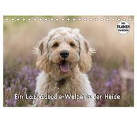Ein Labradoodle-Welpe in der Heide (Tischkalender 2026 DIN A5 quer), CALVENDO Monatskalender: Welpenbilder eines süßen Labradoodles beim Spiel und Spaß in der Heide