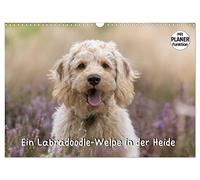 Ein Labradoodle-Welpe in der Heide (Wandkalender 2026 DIN A3 quer), CALVENDO Monatskalender: Welpenbilder eines süßen Labradoodles beim Spiel und Spaß in der Heide