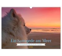 Ein Samojede am Meer (Wandkalender 2026 DIN A3 quer), CALVENDO Monatskalender: Samojeden - Die freundlichen Schlittenhunde aus dem Norden