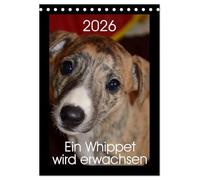 Ein Whippet wird erwachsen (Tischkalender 2026 DIN A5 hoch), CALVENDO Monatskalender: Eevee Moonlight ist ein kleines Whippet-Mädchen.