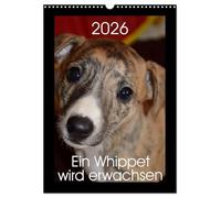 Ein Whippet wird erwachsen (Wandkalender 2026 DIN A3 hoch), CALVENDO Monatskalender: Eevee Moonlight ist ein kleines Whippet-Mädchen.