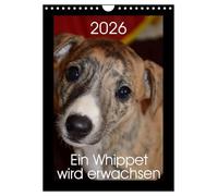 Ein Whippet wird erwachsen (Wandkalender 2026 DIN A4 hoch), CALVENDO Monatskalender: Eevee Moonlight ist ein kleines Whippet-Mädchen.