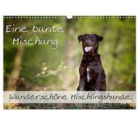 Eine bunte Mischung - wunderschöne Mischlingshunde / Geburtstagskalender (Wandkalender 2026 DIN A3 quer), CALVENDO Monatskalender: Wunderschöne Mischlingshunde für das ganze Jahr