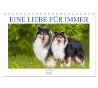 Eine Liebe für immer - Collies (Tischkalender 2026 DIN A5 quer), CALVENDO Monatskalender: 13 wundervolle Fotos der Fotografin Sigrid Starick von bezaubernden Collies begleiten und durch das Jahr