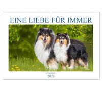 Eine Liebe für immer - Collies (Wandkalender 2026 DIN A2 quer), CALVENDO Monatskalender: 13 wundervolle Fotos der Fotografin Sigrid Starick von bezaubernden Collies begleiten und durch das Jahr