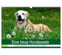 Eine treue Hundeseele - Golden Retriever (Wandkalender 2026 DIN A3 quer), CALVENDO Monatskalender: Der ideale Familienhund