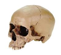 Einkaufs-Paradies Anatomia Schaedel Anatomic Scull Markus Mayer