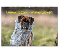 Einmal Boxer - immer Boxer (Wandkalender 2026 DIN A2 quer), CALVENDO Monatskalender: Boxer, die tollsten Hunde der Welt.
