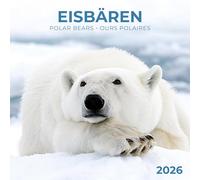 Eisbärchen/Polar Bears 2026: Kalender 2026