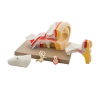 Eisco Umana Orecchio Modello, 5 Parti