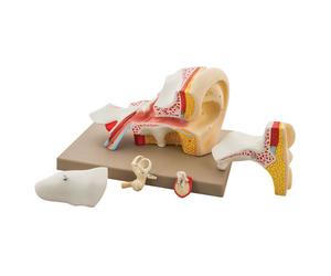 Eisco Umana Orecchio Modello, 5 Parti