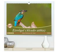 Eisvögel (Alcedo atthis) - Edelsteine der Natur (hochwertiger Premium Wandkalender 2026 DIN A2 quer), Kunstdruck in Hochglanz: Eisvögel - die kleinen bunten Gesellen in unserer Heimat