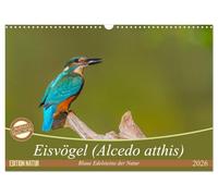 Eisvögel (Alcedo atthis) - Edelsteine der Natur (Wandkalender 2026 DIN A3 quer), CALVENDO Monatskalender: Eisvögel - die kleinen bunten Gesellen in unserer Heimat