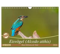 Eisvögel (Alcedo atthis) - Edelsteine der Natur (Wandkalender 2026 DIN A4 quer), CALVENDO Monatskalender: Eisvögel - die kleinen bunten Gesellen in unserer Heimat