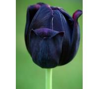 El Tulipán Negro