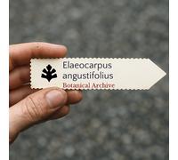 Elaeocarpus angustifolius SEEDS - - SEMI Quandong blu | Fico blu