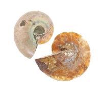 ELAYARD 2pezzi Ammonite Decorativi Per Insegnamento e Collezione Esemplari Organismi Opp Dimensioni Materiale Sicuro e Resistente Ottimi Per Decorare e Apprendere