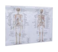 ELAYARD Poster Anatomico Corpo Umano in Fili Struttura Scheletrica e Muscolare per Studio e Didattica della Anatomia Umana Decorazione Scientifica e Regalo Educativo