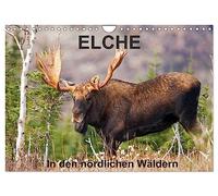 ELCHE In den nördlichen Wäldern (Wandkalender 2026 DIN A4 quer), CALVENDO Monatskalender: Begleiten wir den Elch in den nördlichen Wäldern von Quebec. ... 13 tolle Fotos von diesen stillen Riesen.