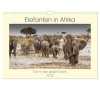 Elefanten in Afrika - Die mit den großen Ohren (Wandkalender 2026 DIN A4 quer), CALVENDO Monatskalender: Imponierende Geschöpfe mit ausgeprägtem Familiensinn