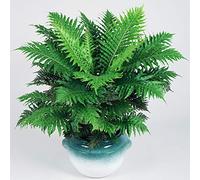 Elegante Blechnum Silver Lady | Le Migliori Piante da Interno | Felce Nana da 25-35 cm