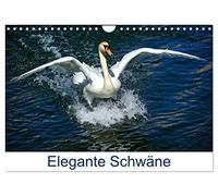 Elegante Schwäne (Wandkalender 2026 DIN A4 quer), CALVENDO Monatskalender: Der Höckerschwan - Cygnus olor