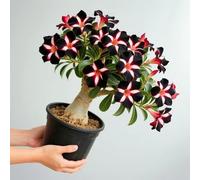 Elegante splendore floreale della rosa del deserto per un design elegante della stanza-1cipolla-C