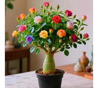 Elegante splendore floreale della rosa del deserto per un design elegante della stanza-1cipolla-V
