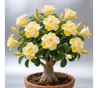 Elegante splendore floreale della rosa del deserto per un design elegante della stanza-1cipolla-X