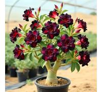 Eleganza senza tempo della rosa del deserto, perfetta per accenti da giardino-2cipolla-V