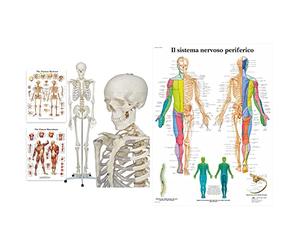 Elementary Anatomy 1021930, Modello Anatomico di Scheletro Umano, Grandezza Naturale 175 cm & 3B Scientific VR4621L il Sistema Nervoso Periferico