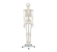 Elementary Anatomy 1021930, Modello Anatomico di Scheletro Umano, Grandezza Naturale 175 cm -Halloween