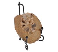 ELEOUTI Esemplare di Ammonite Fossile Colorata 6-8 Cm Supporto, Modello Educativo per Collezionisti e Decorazione da Tavolo Scientifica