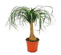 Elephant Foot - room plant - approx. 35cm
