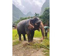 Elephant Notebook: 6 x 9" Paperback 120 Page Wildlife Journal with Majestic Elephant Cover for Notes & Ideas