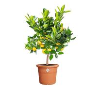 Elho Algarve Cilindro 35 cm - Grande vaso per piante da esterno - Fioriere - 100% plastica riciclata - Marrone/Terra
