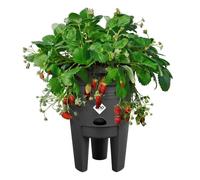 ELHO Green Basics Vaso per fragole 33 - Nero - Ø 33 x H 42 cm - coltivazione e raccolta allaperto - 100% riciclato