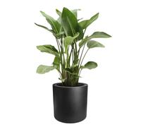 Elho Pure Cilinder Wheels 40 - Fioriera per Interno E Esterno - Plastica Riciclata - Ø 39.5 x H 40 cm - Nero/Black