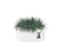 Elho Pure Cone Long Wheels 75 Vasi per Piante - White | L 39.1 x P 74 x A 35.8 cm | Adatto per uso interno ed esterno