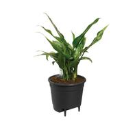 elho Self-watering Insert 24 - Accessori per Interno - Ø 23.7 x H 22.2 cm - Nero/Living Black