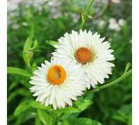 elicriso semi biologici vaso tetti verdi di al coperto semi di selvatici balcone resistenti 70pcs
