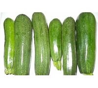 ELITE HYBRID ZUCCHINNI SEEDS * 20 COUNT PKT. * DISEASE RESISTANT Seeds ONLY