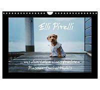 Elli Pirelli... aus dem Leben eines fröhlichen Pinscher-Dackel-Mädels (Wandkalender 2026 DIN A4 quer), CALVENDO Monatskalender: ... aus dem Leben eines fröhlichen Pinscher-Dackel-Mädels