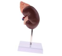 Elprico Modello Renale Anatomia Modello Renale Umano per Strumenti Educativi Dell'ufficio, Esperienza di Apprendimento Intuitivo per Corsi di Salute, Materiale in PVC