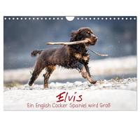 Elvis ein Engl. Cocker Spaniel wird Groß (Wandkalender 2026 DIN A4 quer), CALVENDO Monatskalender: Monatskalender, Jahreskalender, Kalender